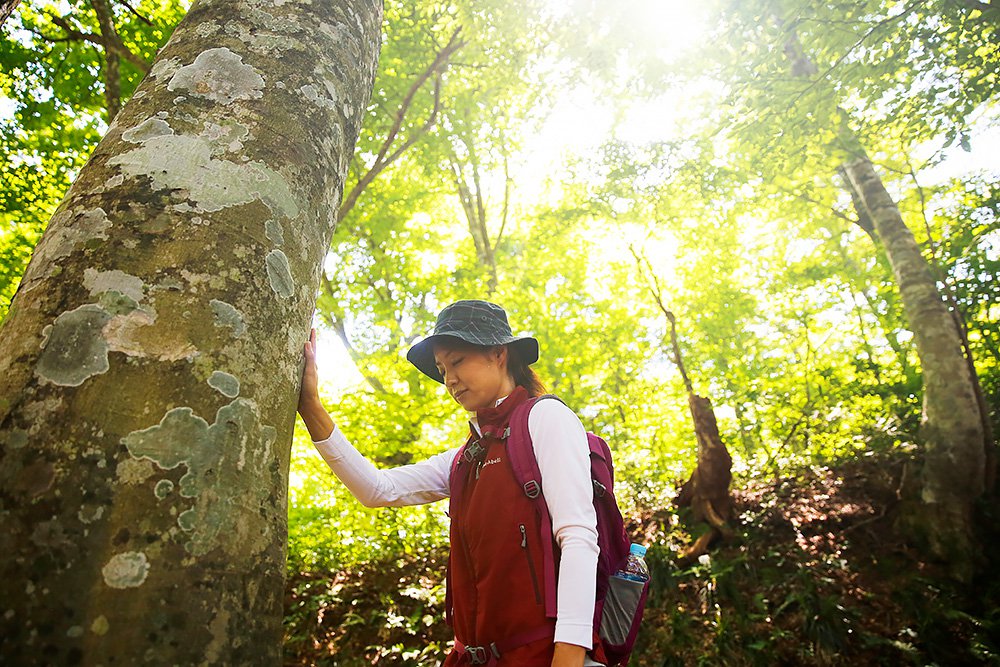 ブナの森ウォークイメージ