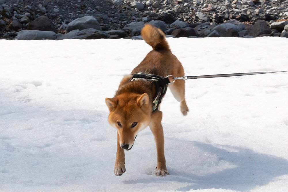 愛犬とスノーシューハイク