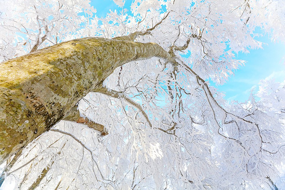 大山スノーシュー